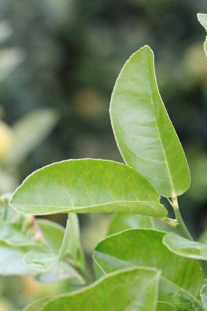               Sun leaves (Doctor Strong, Riverside,   CA)   